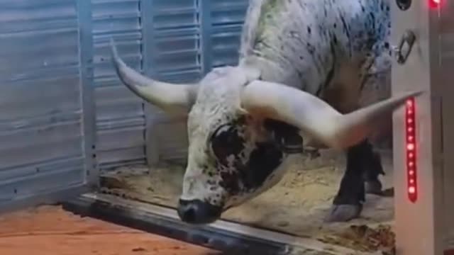 Do you know what kind of cow this is?