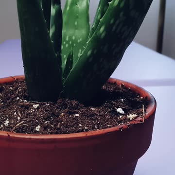 An extremely powerful medicinal plant