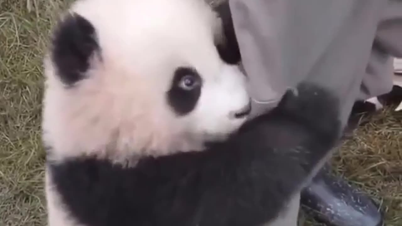 Look at this little panda, how cute, don't you want to let go?