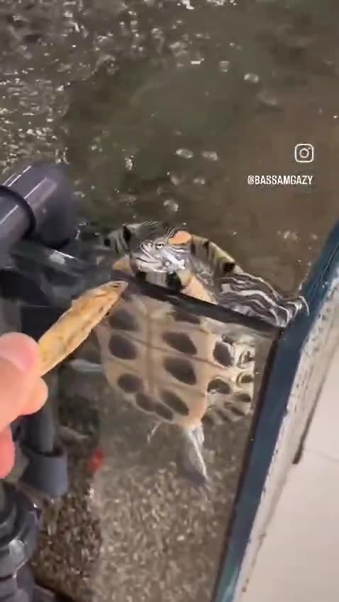 Hungry Little Turtle's Epic Race for a Snack! 🐢✨🍤💪😂