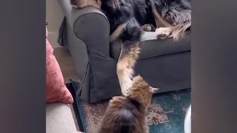 The_funniest_animals___Fun_with_cats_and_dogs_2023___LA_%238(360p).mp4