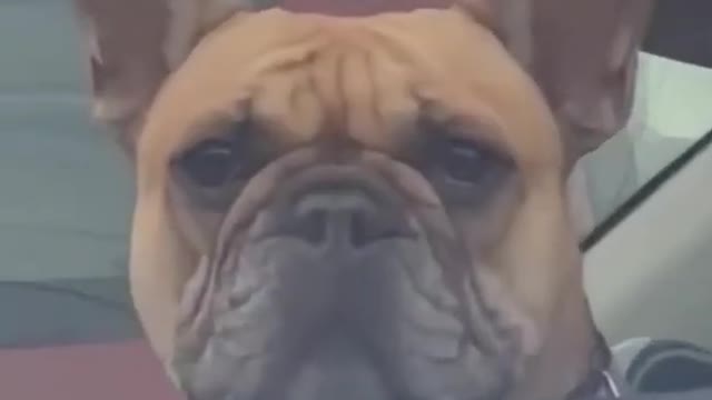 Smiling dog very funny in the car