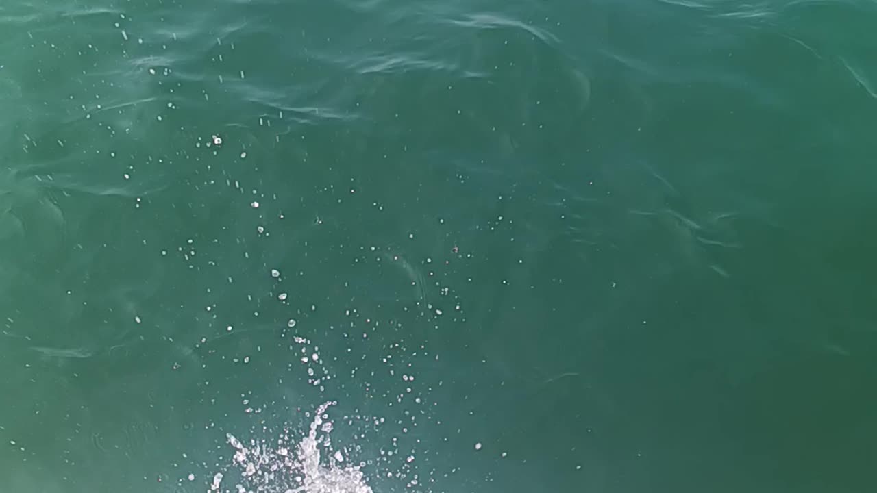 Sea bass