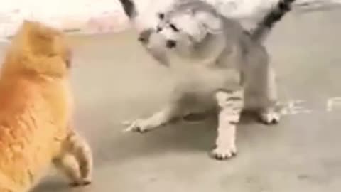 funny cat funny animals cat fight cat video