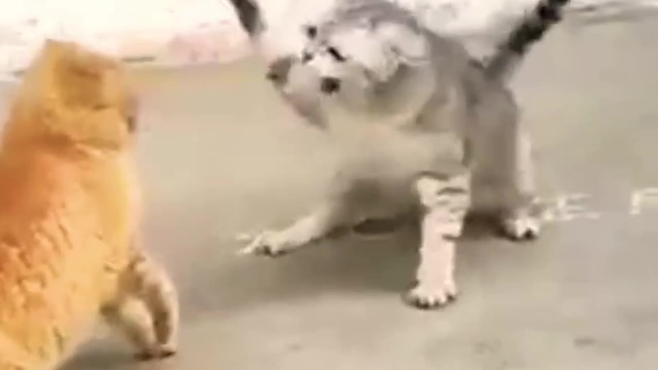 funny cat funny animals cat fight cat video