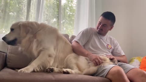 Golden Retriever Meets New Baby Kitten for the First Time!