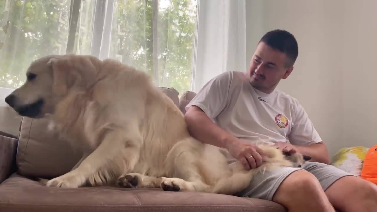 Golden Retriever Meets New Baby Kitten for the First Time!