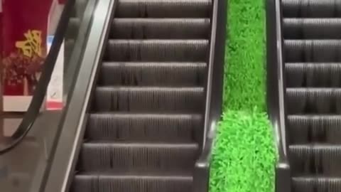 Funniest Cats and Dogs 🐶🐱 _ Funny Animal Videos