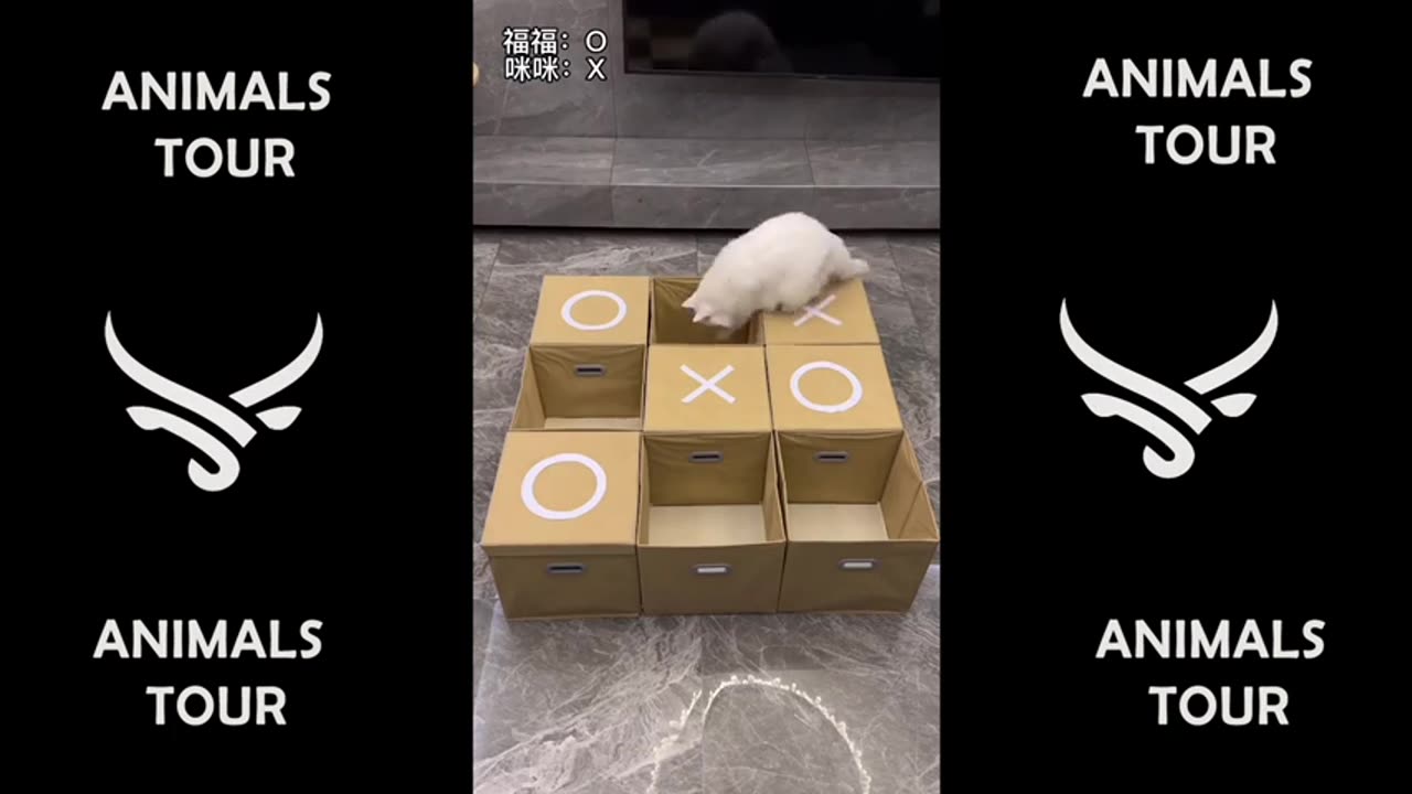 funny video cat funny clips