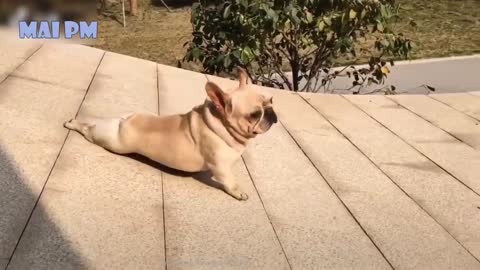 dogs funny videos 2021
