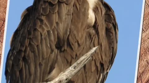 Overview of vultures