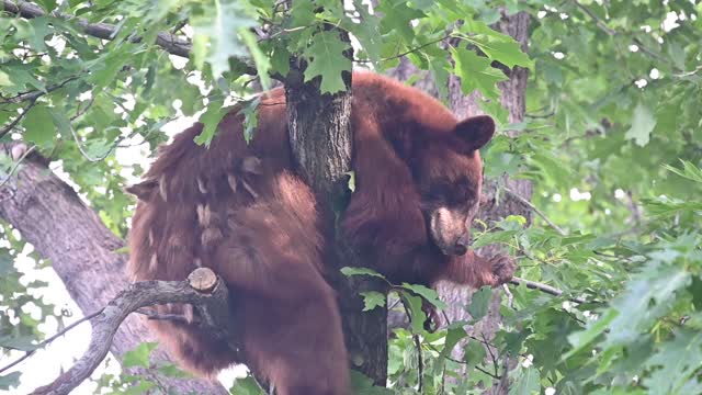 Bear Sleeping