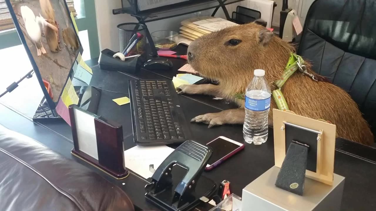 capybara watching a pelican eat a capybara