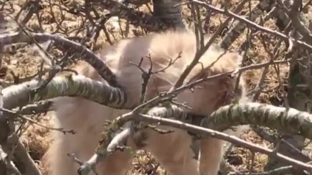 he cat in the tree