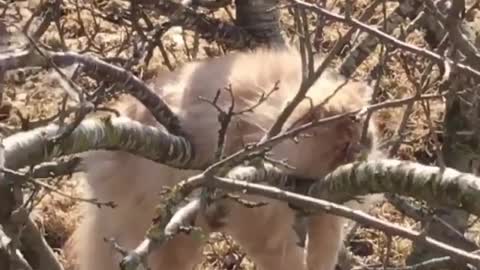 he cat in the tree