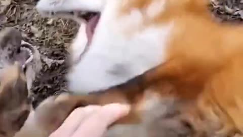 Fox Laugh Funny Animal Moment;;;