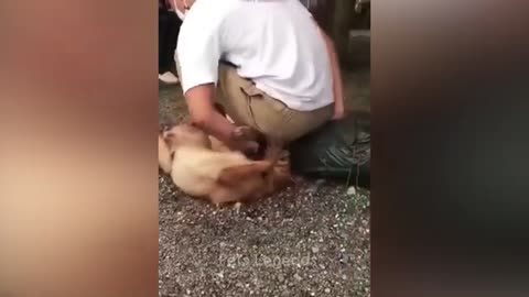 cat funny videos