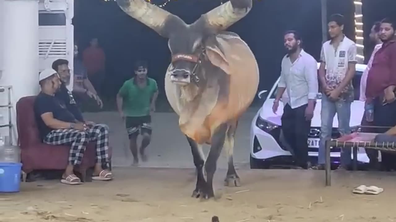 FATHER || MOST BIGGEST KANKAREJ OX OF WEST BENGAL#kankarej#viral#shorts#short#trending#cow