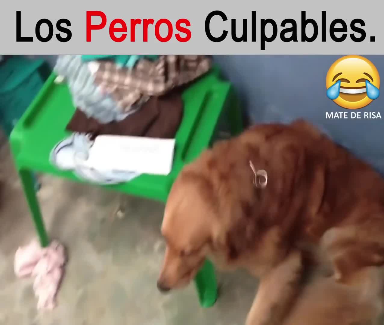 LA CULPA TE DELATA 🤣🤣🤣