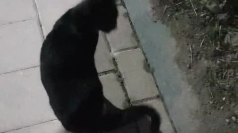 A cute cat that I met on the street