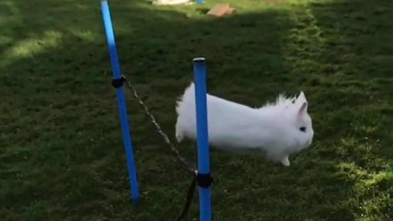 American pets