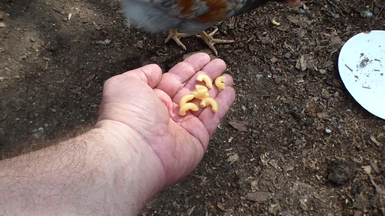 Ridden with guilt, human gives chickens a "makeup" treat after last treat was a disaster.