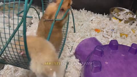 Hamster | The World's Cutest Pet!