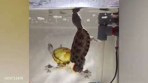 Funny video Funny animal Funny viral video cute animal trending video Funny shorts viral shorts