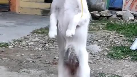 my cute dog dance video