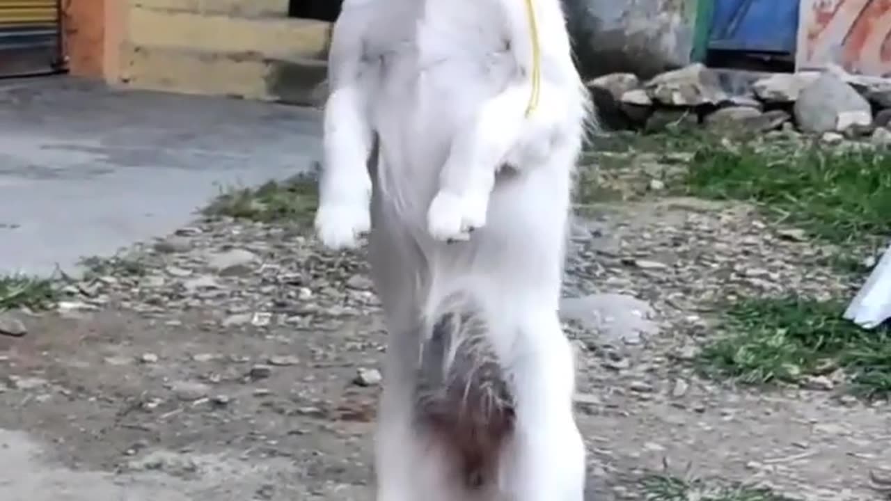 my cute dog dance video