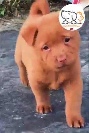 how gorgeous puppies are so cute