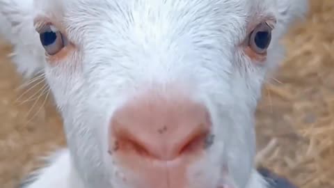 goat's kid sound #shorts #viral #animals #petlover #animalsounds #shortsvide