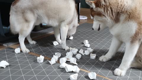 The Husky Brothers on Nosewalk...