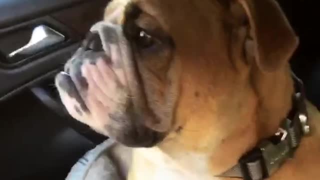 English Bulldog loves Justin Bieber