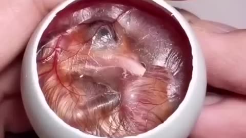 How A Chick Born From A Egg 🐣 - Interesting Video - 😱