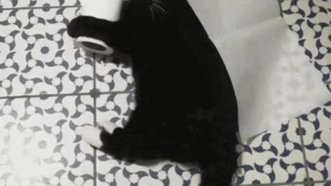 Cute Cat Gif