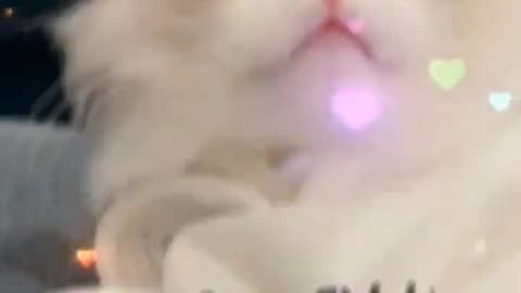 Beautiful cats🤩🤩🤩