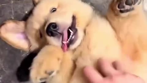 It's cute puppy