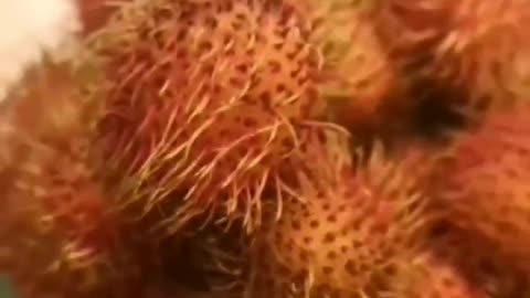 Are you wondering what the benefits of rambutan are?