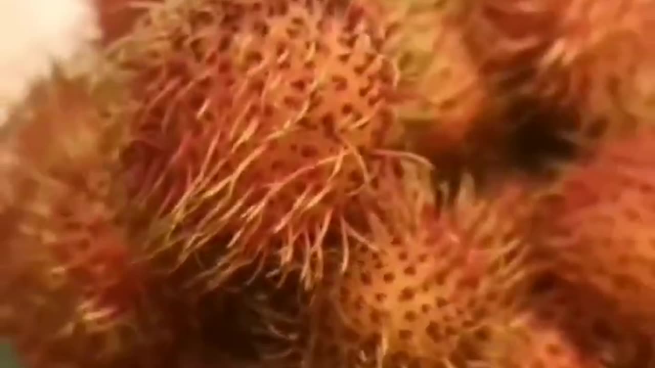 Are you wondering what the benefits of rambutan are?