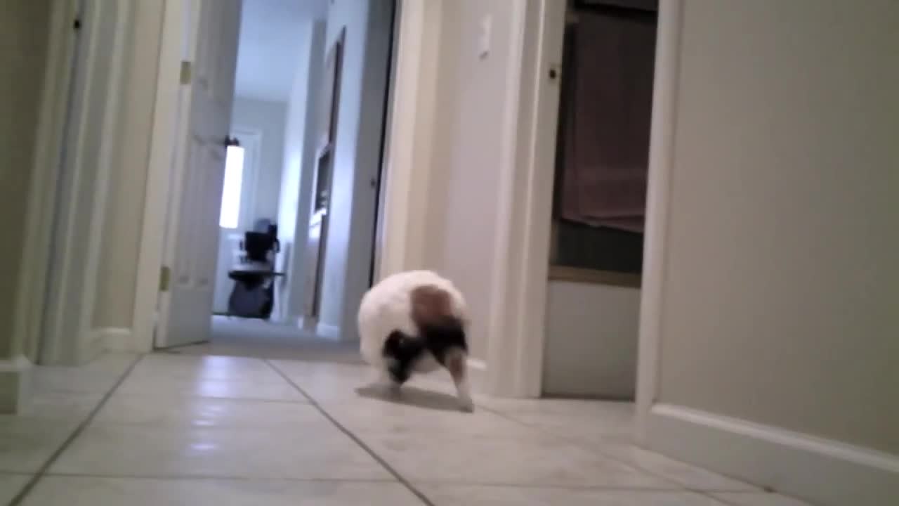 Fat cat running