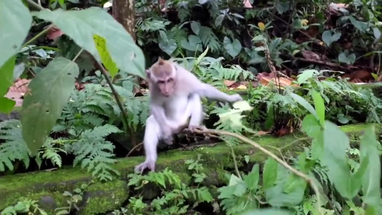 2024 funny monkey video