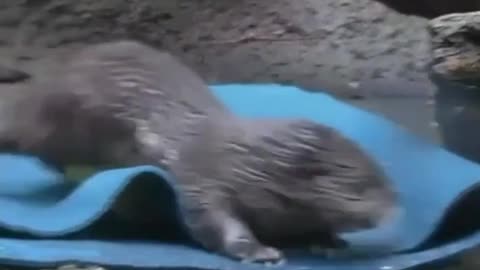 Otter learns how to swim