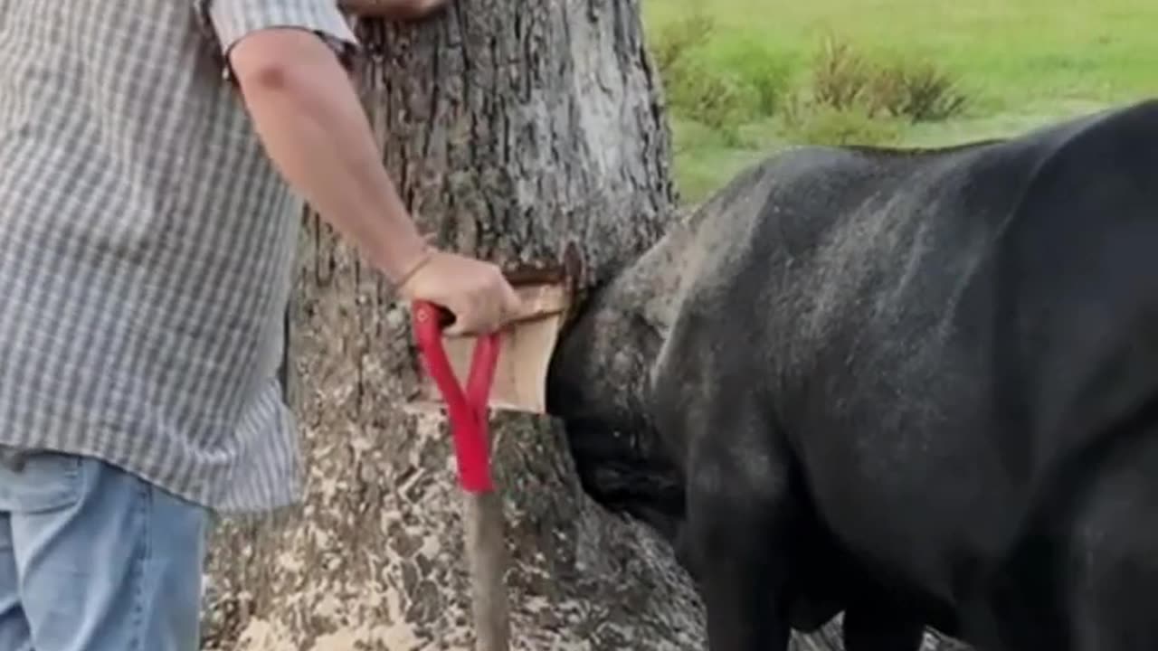 This Cow is a real Troublemaker 🤣