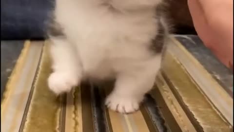 This Baby Cute Kitten Cat Playing With My First Finger