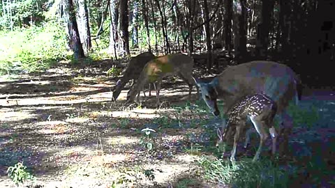 Deer Cam. weekly highlights 07/06/23