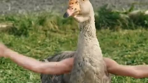 When you're on the way home to Harvest so you turn into a big goose.