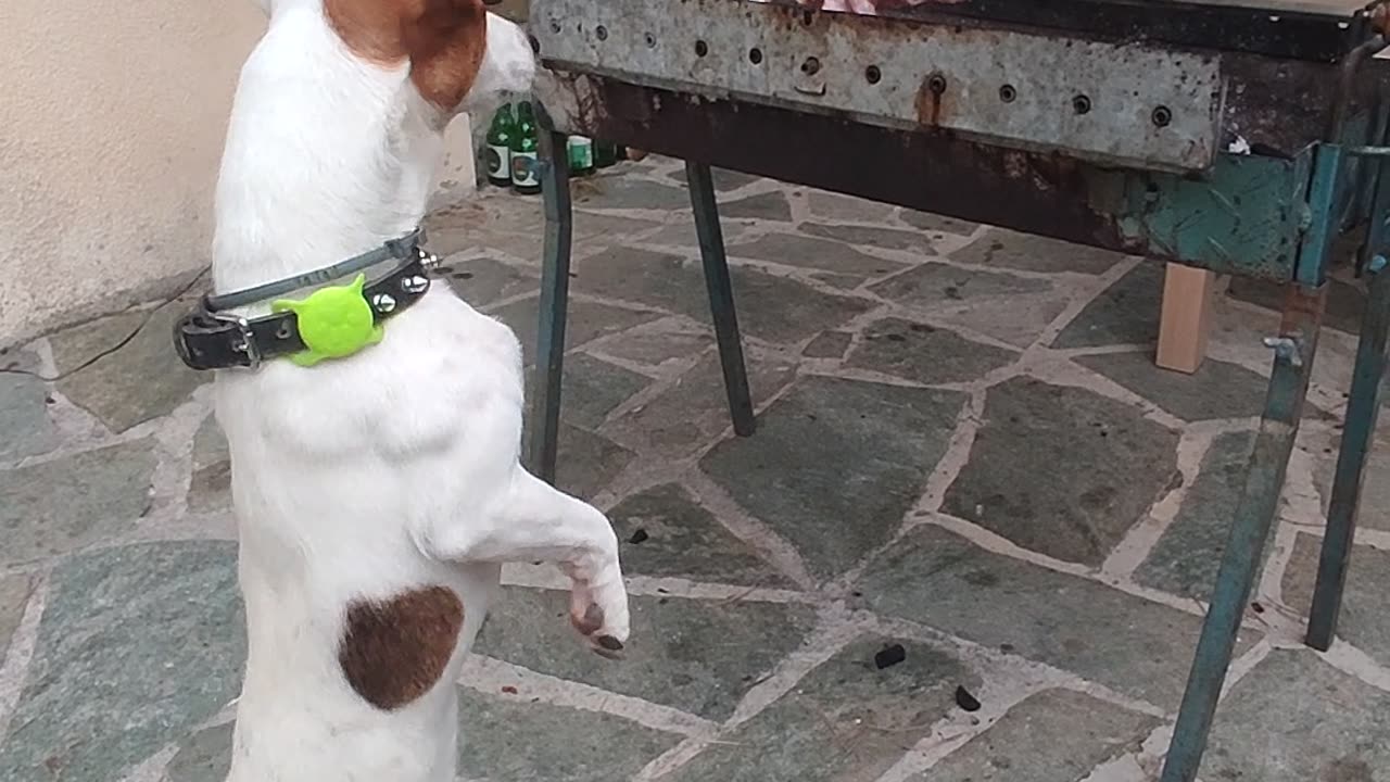 Jack Russell Terrier "Supervises" the Barbecue