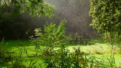 Nature | Rain | Night | Forest