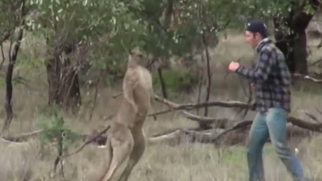 when a kangaroo bullies a dog and a man saves a dog